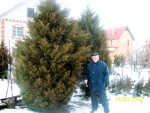 Можжевельник виргинский "Канаерти"