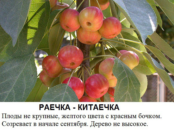 раечка китаечка.jpg