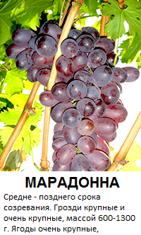 марадона.png