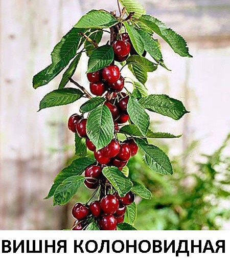 вишня колоновидная