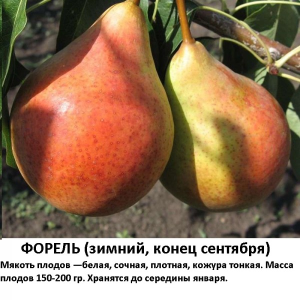 Форель