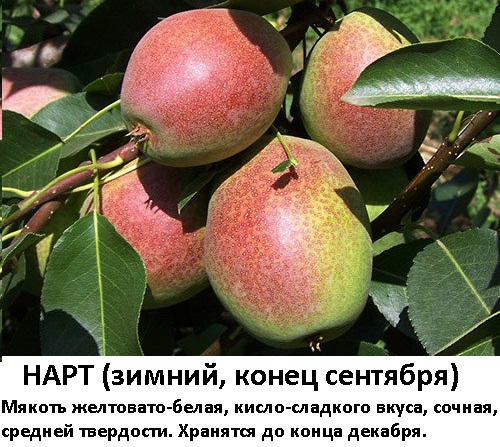 нарт