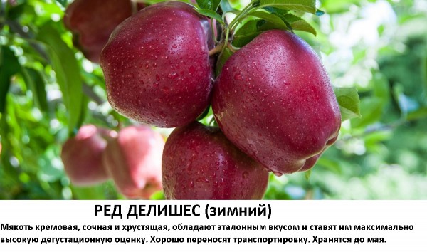 Ред делишес