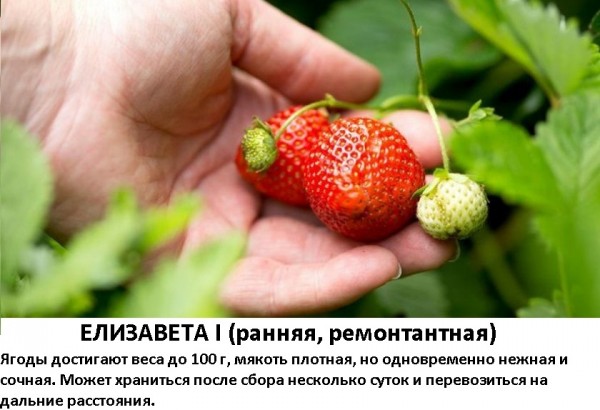 Елизавета I