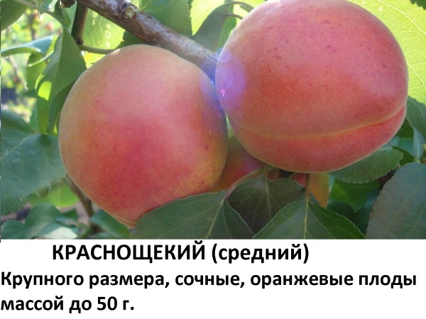 Краснощекий.jpg