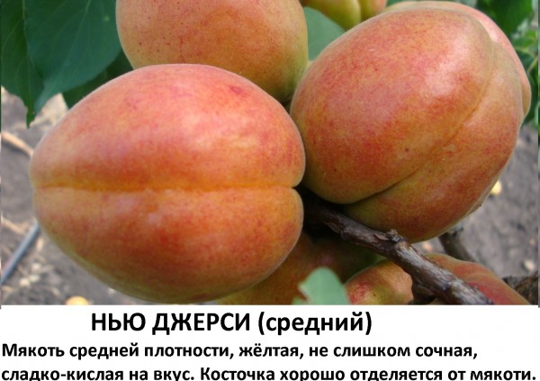 Нью джерси