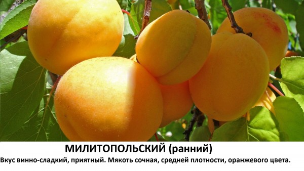 милитопольский ранний.jpg