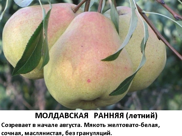 Молдавская ранняя