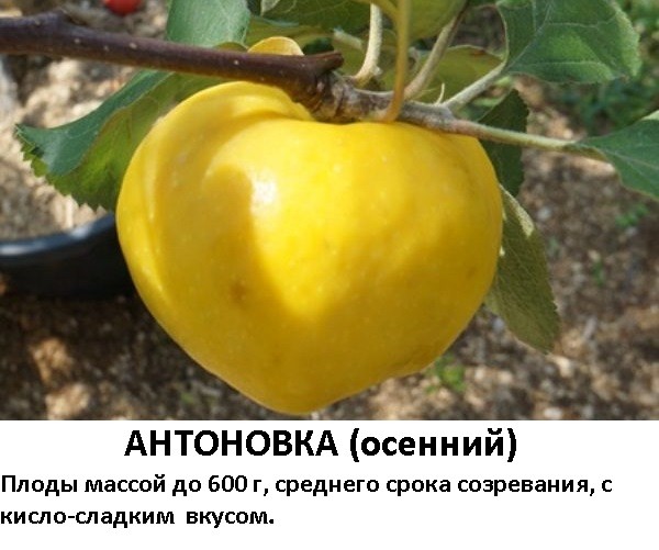 Антоновка