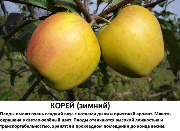 Корей.jpg