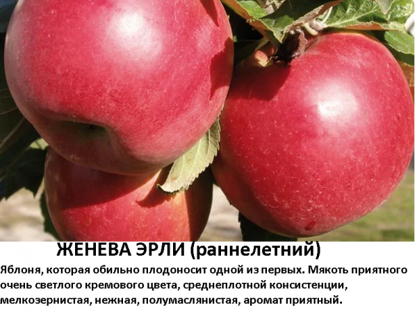 Женева Эрли