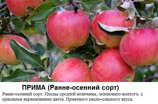 Прима