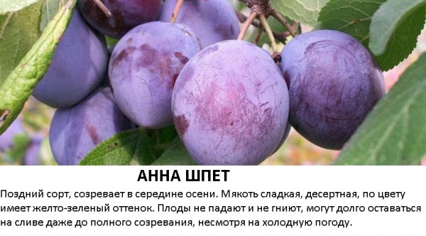 анна шпет.jpg