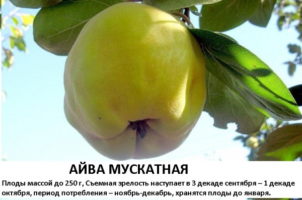 Айва Мускатная