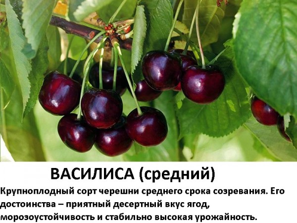 Василиса