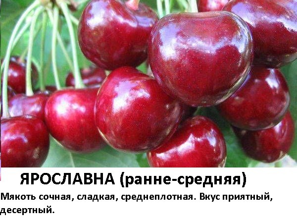 Ярославна