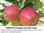 Квинти.jpg