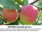 Мельба.jpg