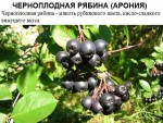 Черноплодная рябина (Арония).jpg