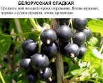 Белорусская сладкая