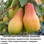 Талгарская красавица