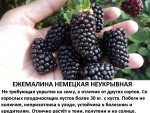 Ежемалина Немецкая неукрывная