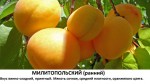 милитопольский ранний.jpg