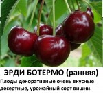 Эрди Ботермо