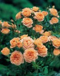 Вьющаяса роза Оранжевая