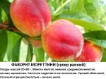 Фаворит Мореттини