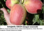 кандиль синап