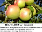 Северный синап