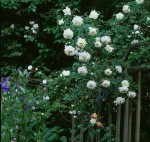 Вьющаяся роза Белая