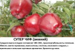 Супер Чиф