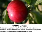 Галмак