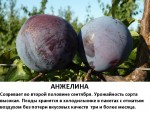 Анжелина