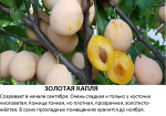 Золотая капля