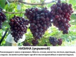 НиЗина