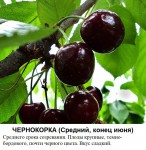 Чернокорка.jpg