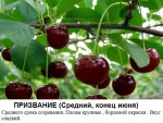 призвание.jpg